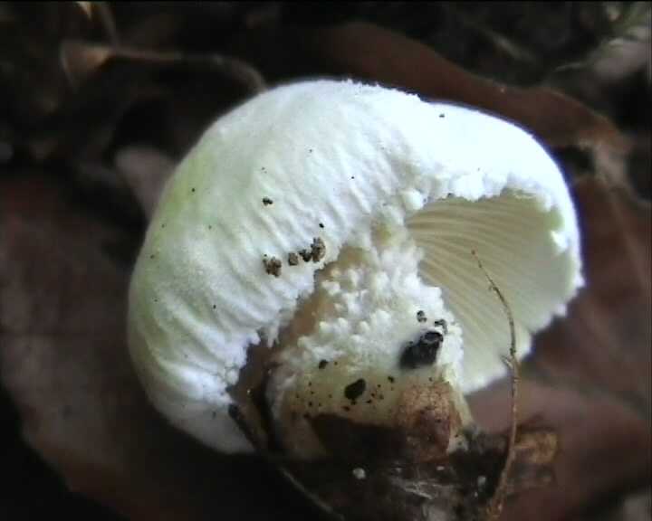 Cystoderma terreyi  var. nogalesii    Ban.Beltr. & Hein.